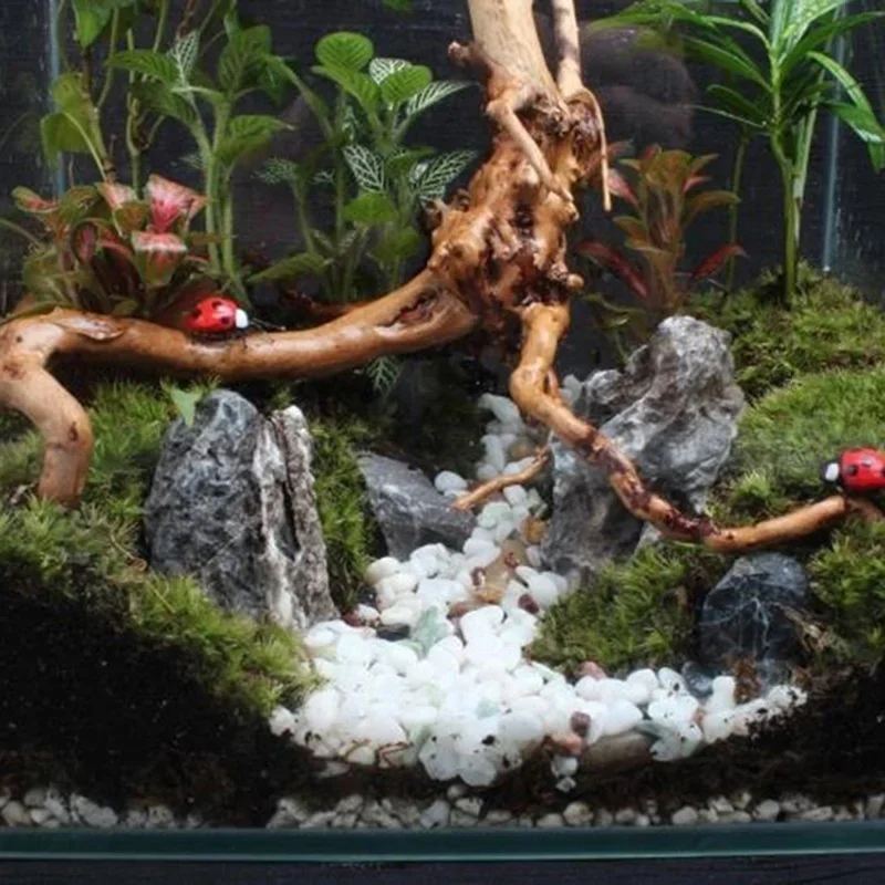 Natural Tree Trunk Driftwood A - Marine Aquarium Hobby 评论和价格